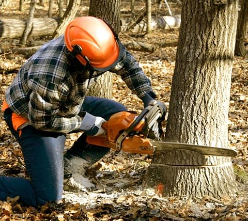 Tree Removal in Farnham, VA